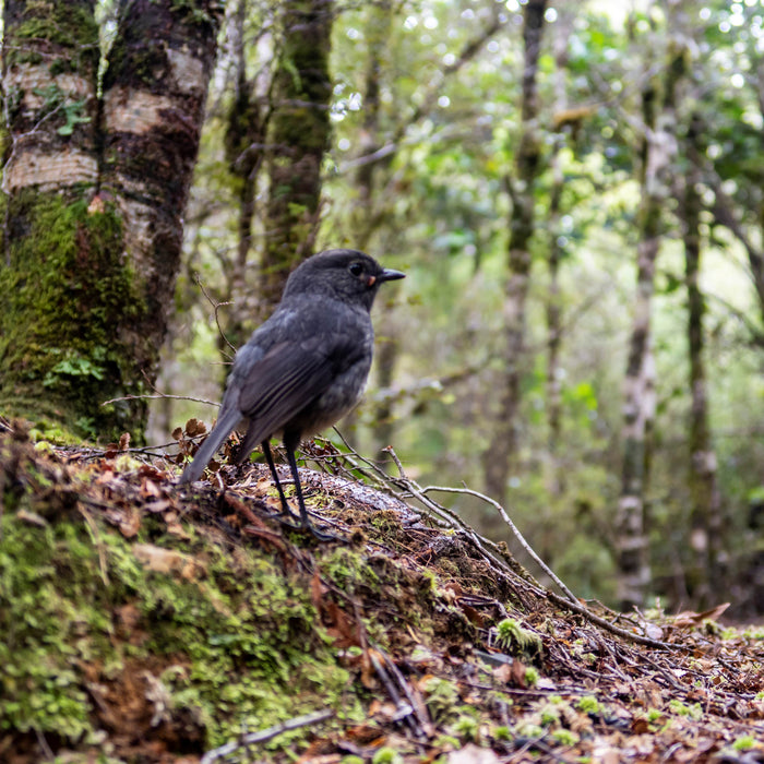 Predator Control for a better New Zealand