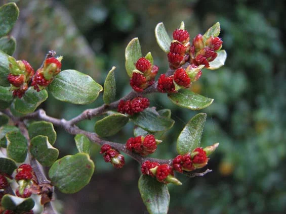 Major Beech Mast Forecasted: Why Backyard Trapping Matters More Than Ever