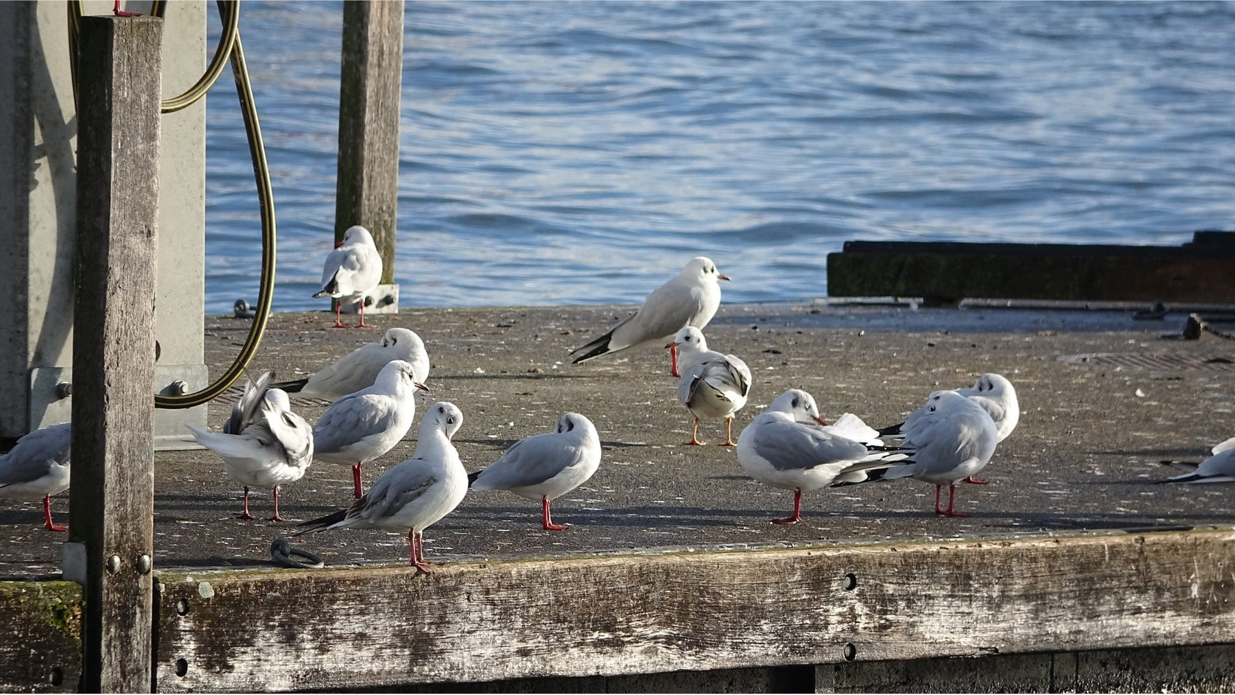 How to keep seagulls off your roof
