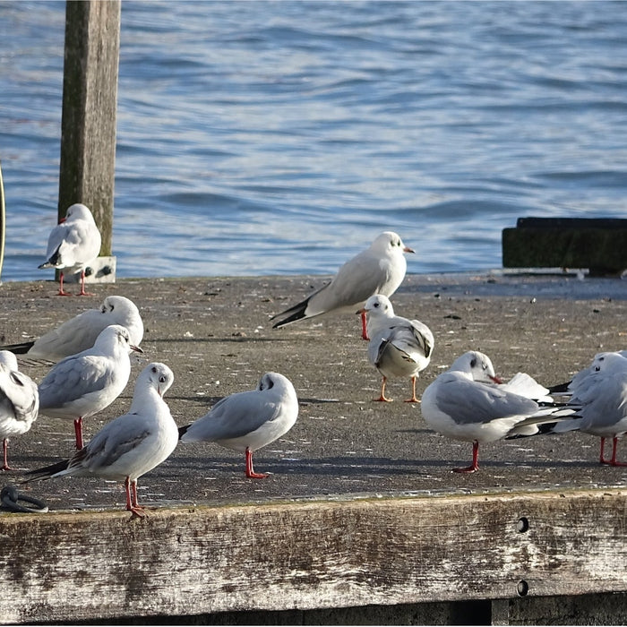 How to keep seagulls off your roof