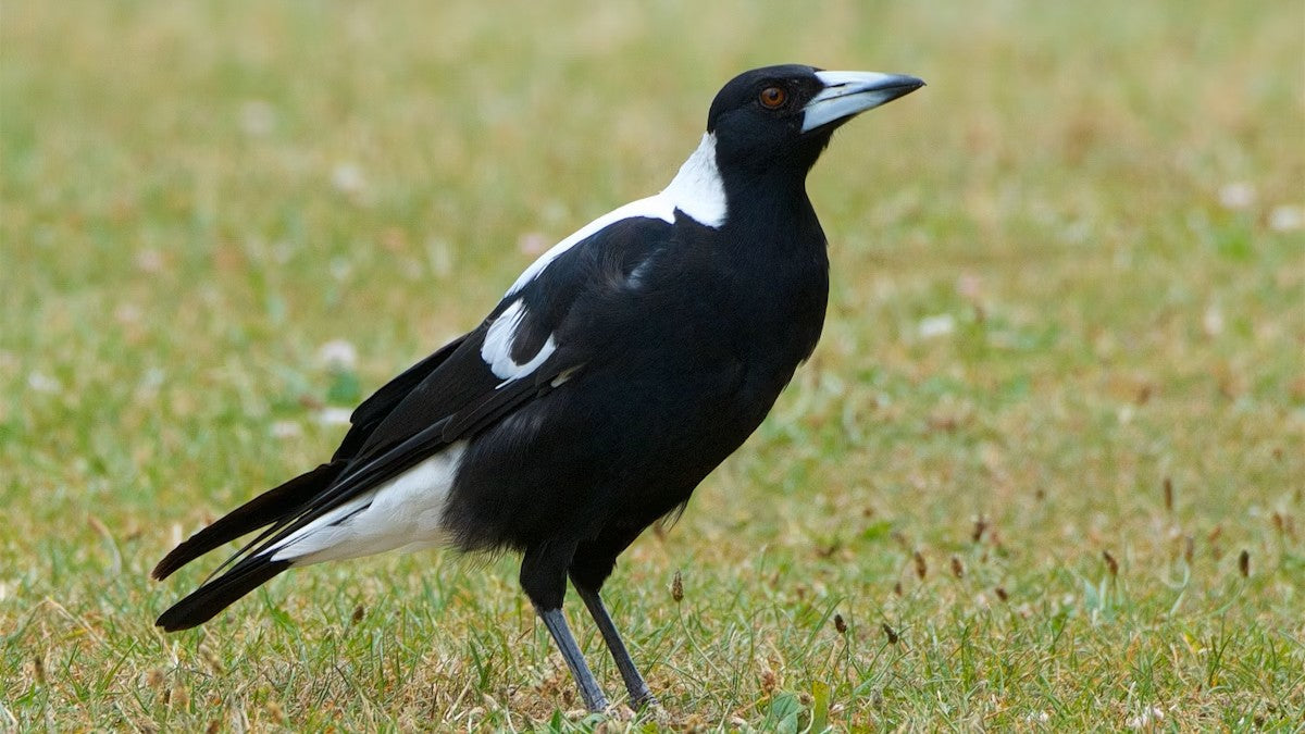 Territorial Magpies? Trapping is the way to go