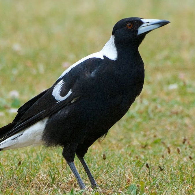 Territorial Magpies? Trapping is the way to go