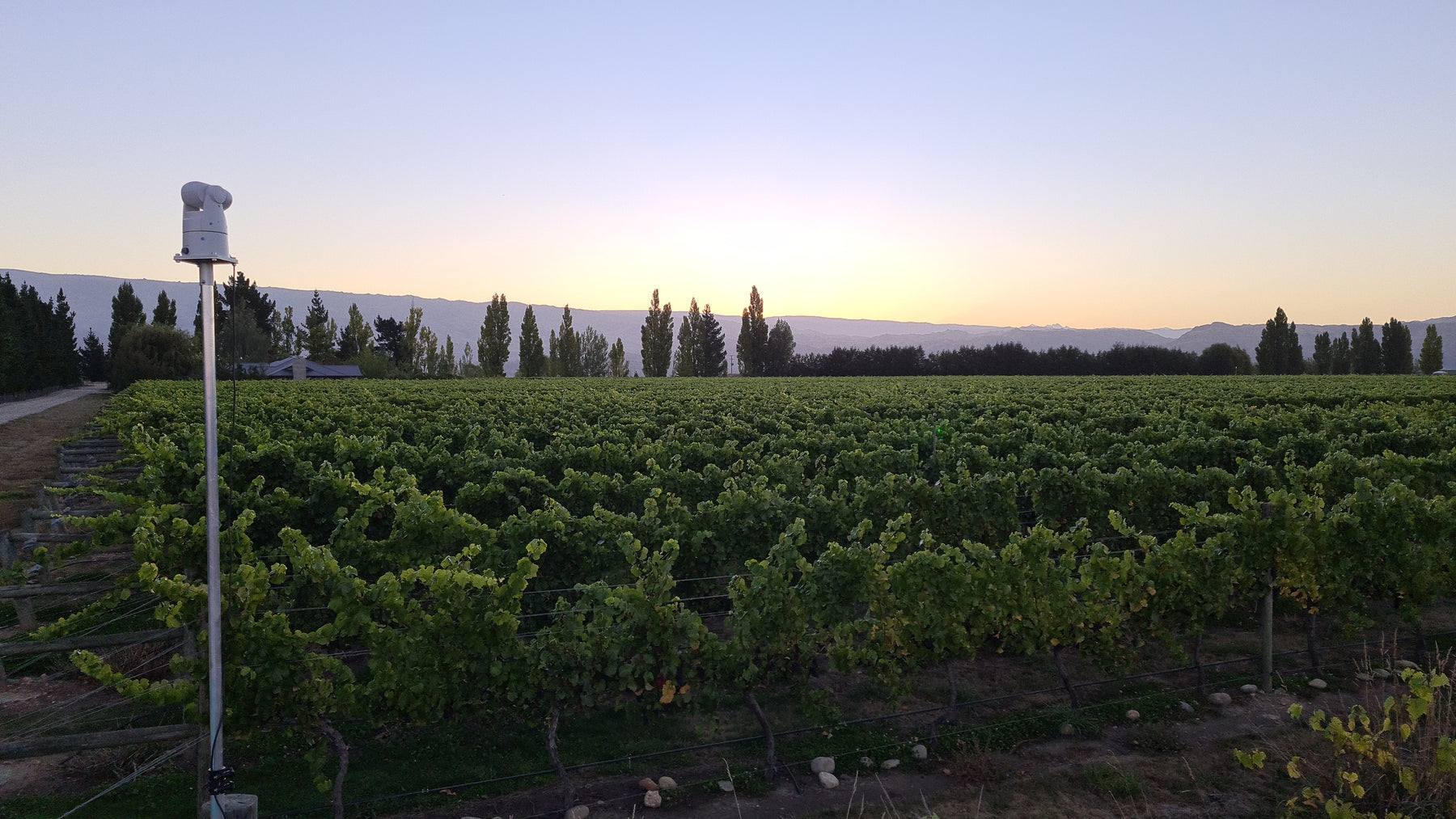 Lasers used as bird deterrent at Central Otago vineyard