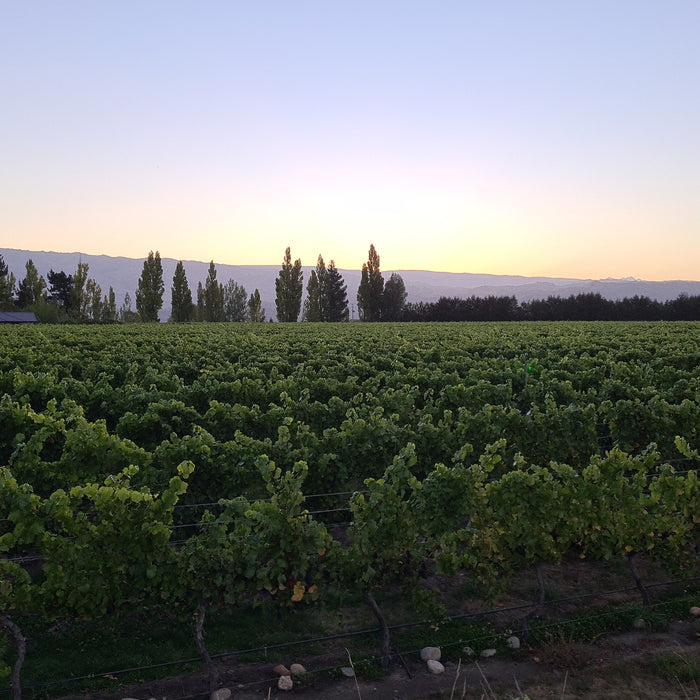 Lasers used as bird deterrent at Central Otago vineyard