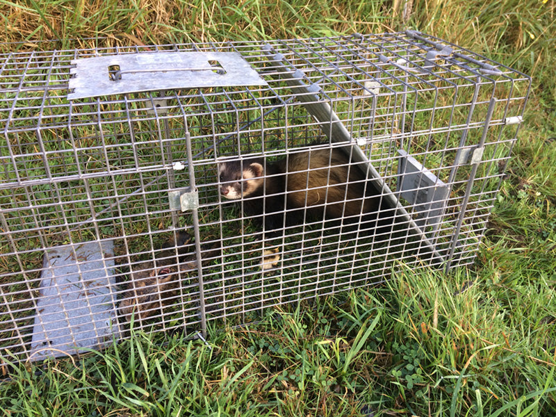 High success rates with live capture traps — Pestgard Traps