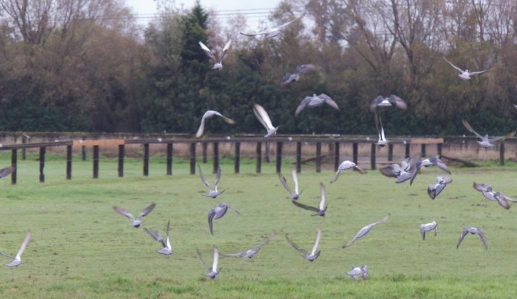 Case Study: Birdzout BirdEraser Proves Most Effective for Bird Control at Christchurch Airport