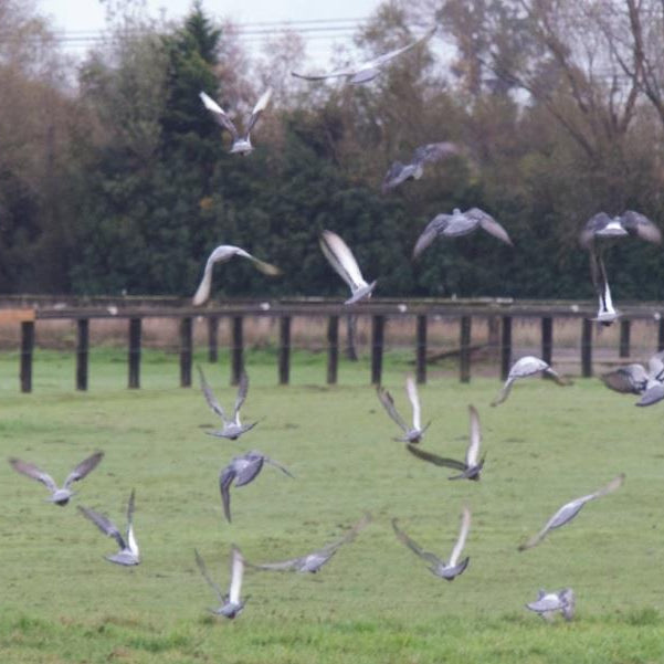 Case Study: Birdzout BirdEraser Proves Most Effective for Bird Control at Christchurch Airport