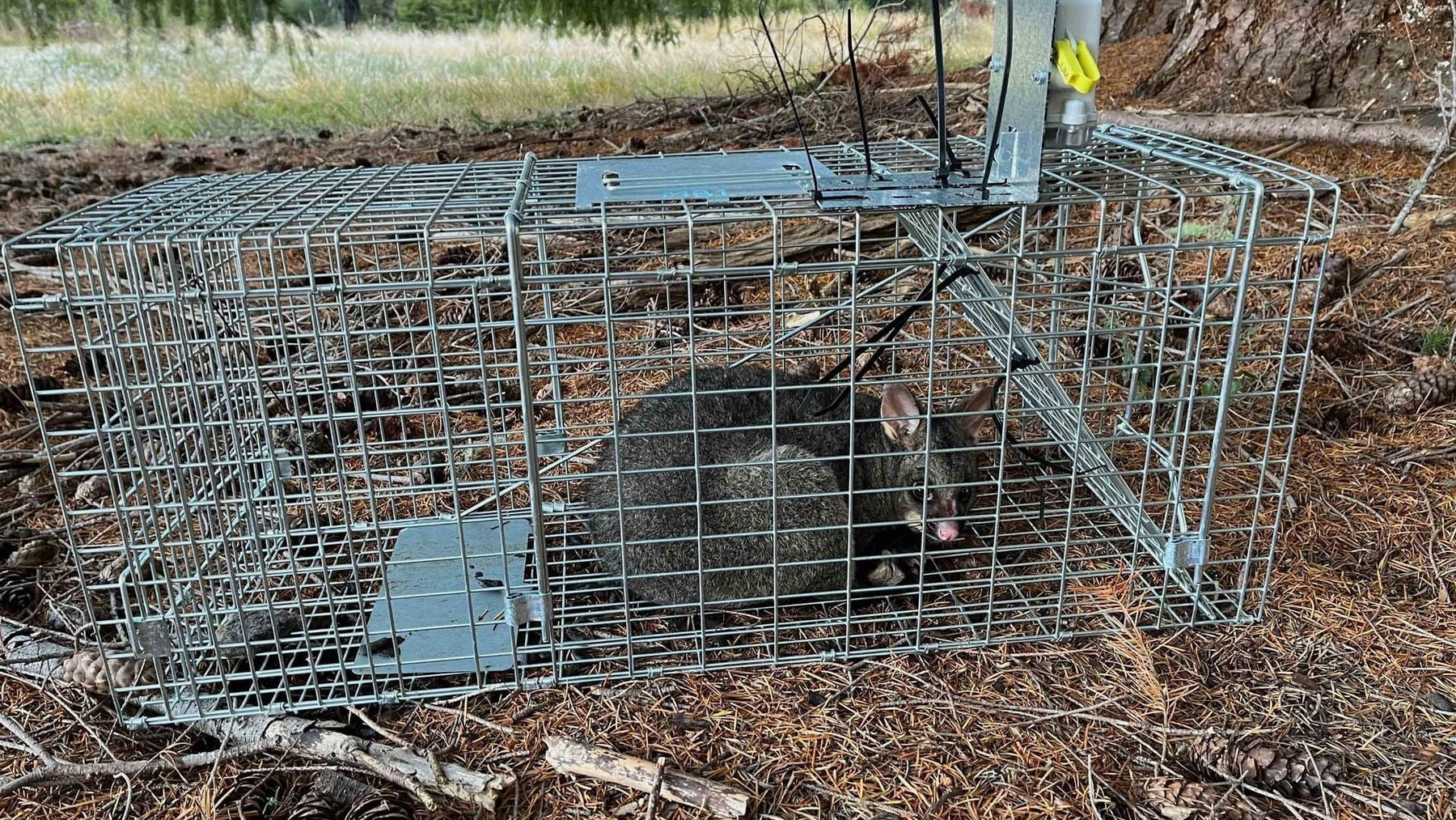 Top Trapping Tips for Catching Possums in New Zealand