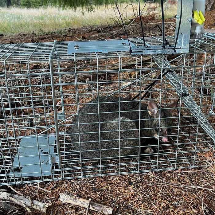 Top Trapping Tips for Catching Possums in New Zealand