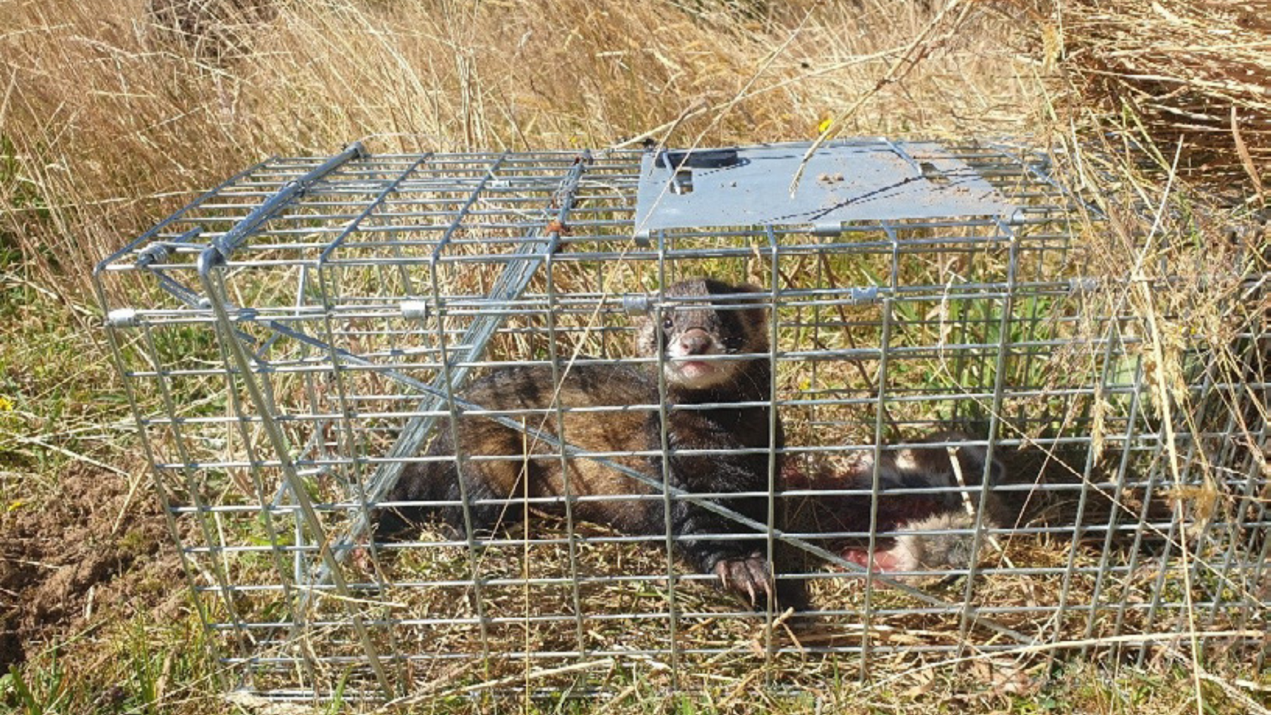 Trapping Ferrets - it's all in the details