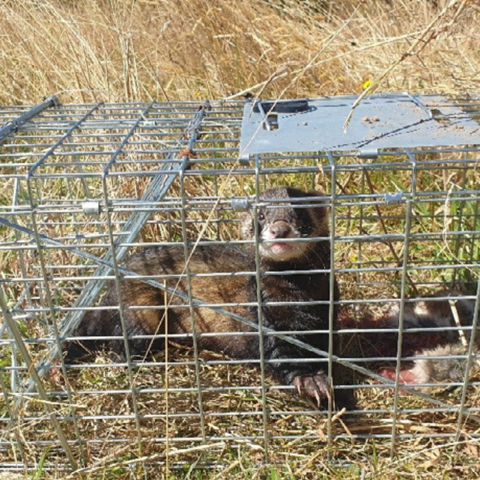 Trapping Ferrets - it's all in the details