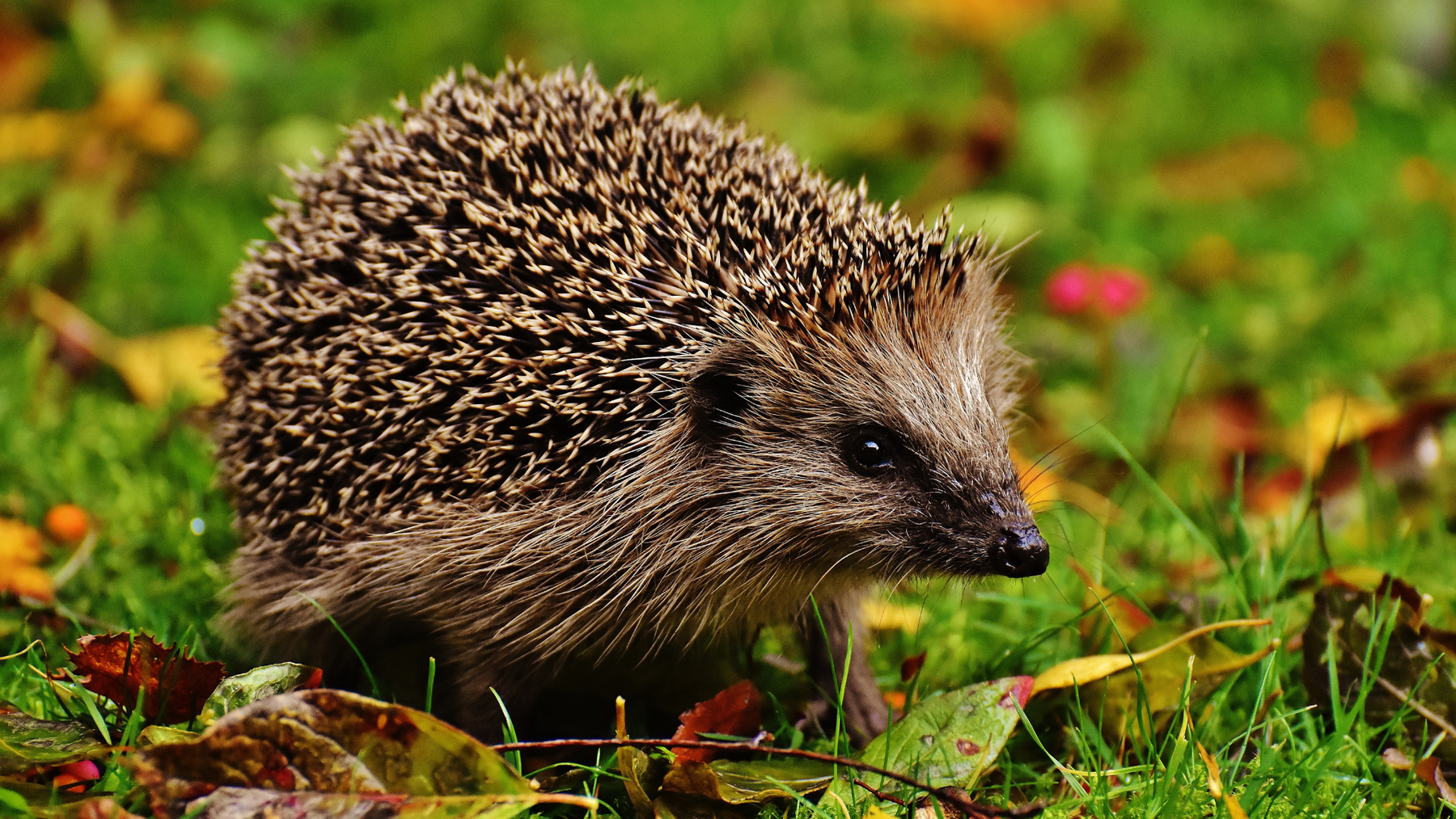 Why Hedgehogs Are a Pest in New Zealand, and What You Can Do About It