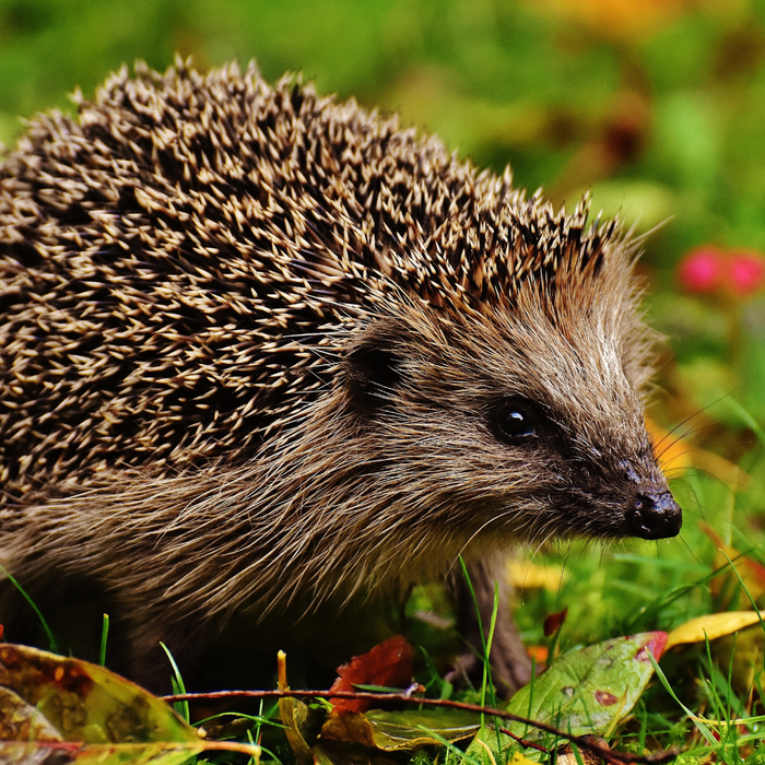 Why Hedgehogs Are a Pest in New Zealand, and What You Can Do About It