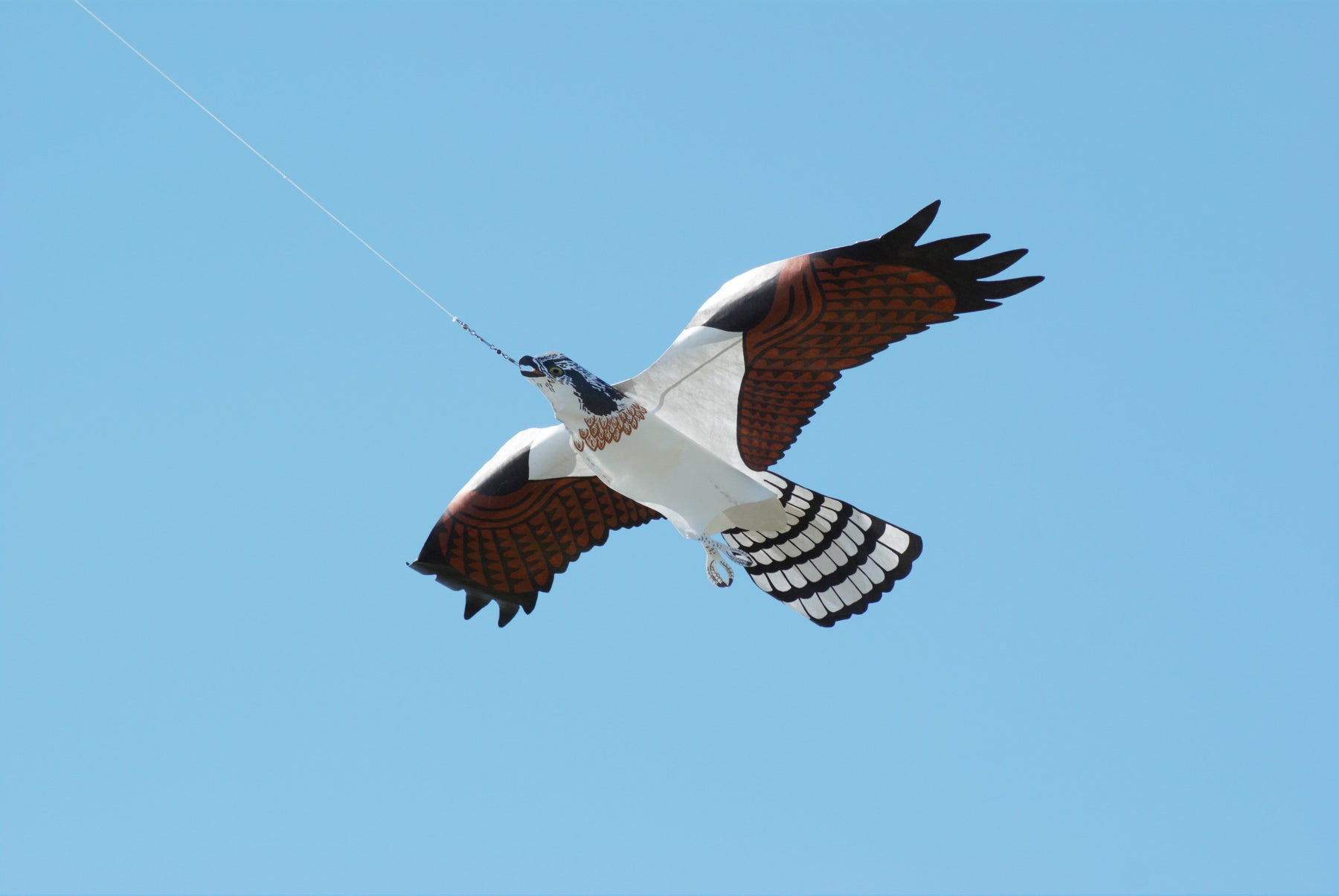 Case Study: How 35 Degrees South Solved Their Seagull Problem with a Simple, Effective Bird Control Solution