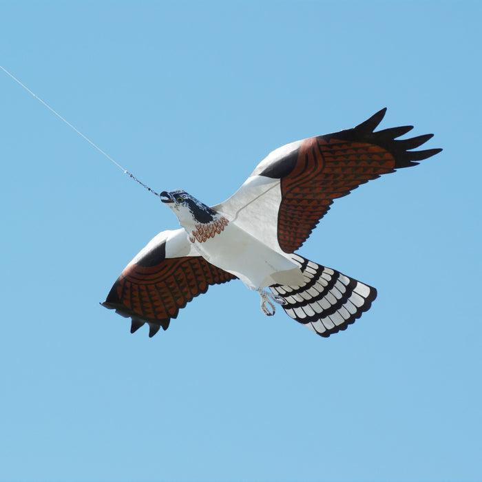 Case Study: How 35 Degrees South Solved Their Seagull Problem with a Simple, Effective Bird Control Solution