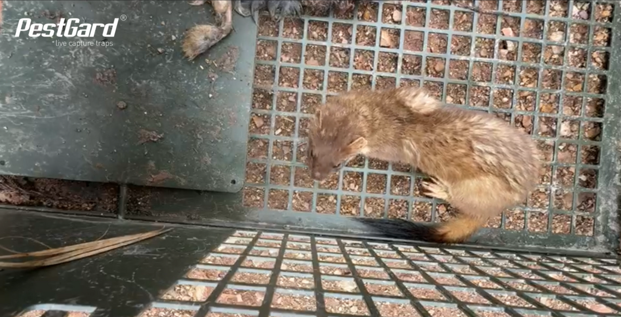 Humanely Trapping Stoats and Ferrets: Tips & Timing for Predator ...