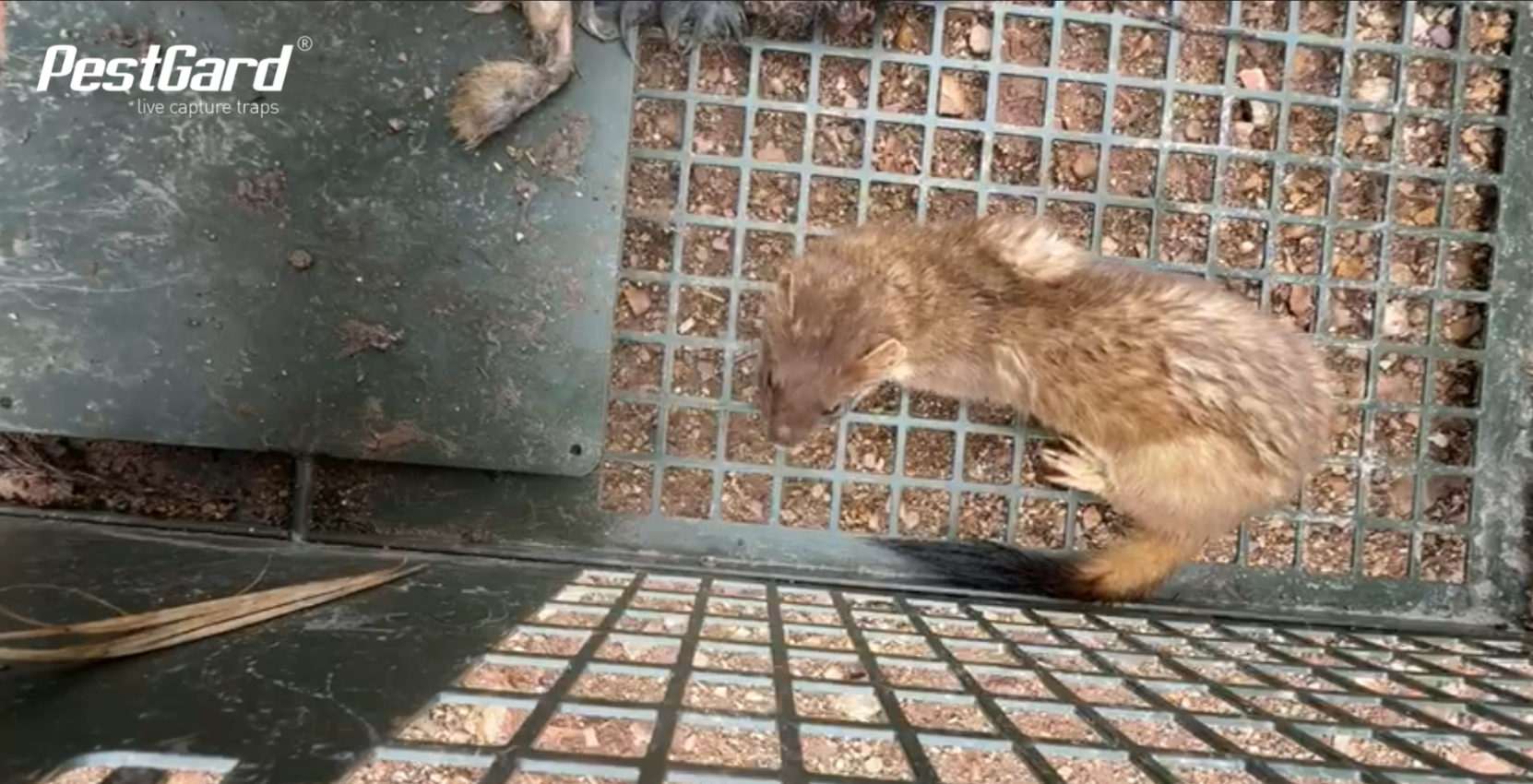 Humanely Trapping Stoats and Ferrets: Tips & Timing