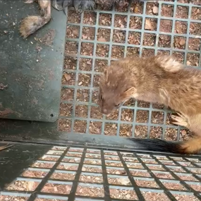 Humanely Trapping Stoats and Ferrets: Tips & Timing