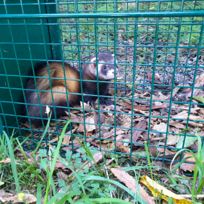 Ferret caught in a Pestgard Tunnel Trap
