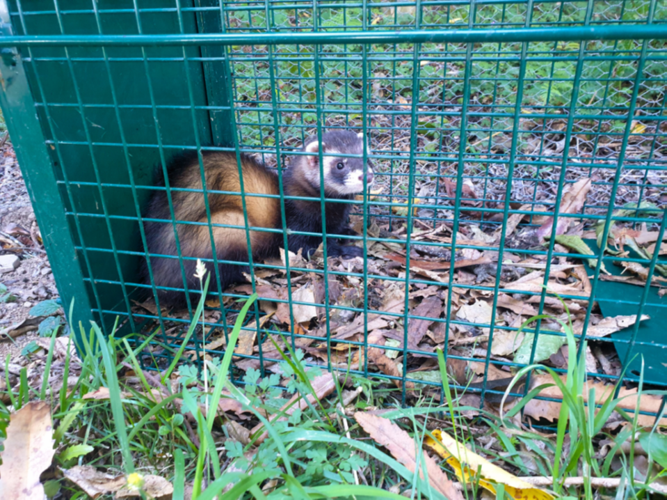 Ferret caught in a Pestgard Tunnel Trap