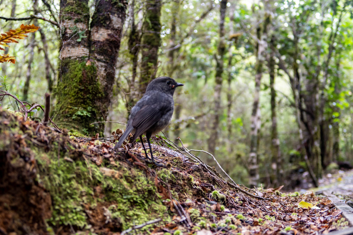 Predator Control for a better New Zealand — Pestgard Traps