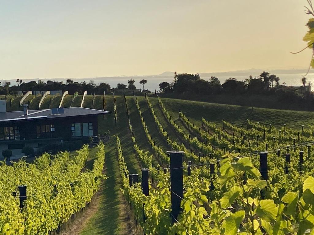 Case Study - La Bodega Vineyard