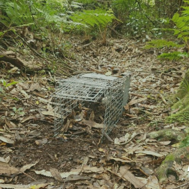 Live Capture Trap Setup Checklist