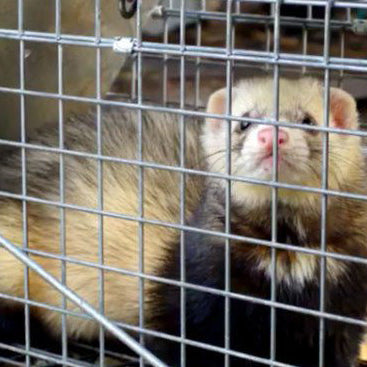 Trapping Stoats & Ferrets