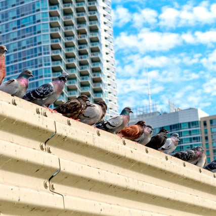 The Hidden Costs of Ignoring Bird Proofing in Commercial Buildings
