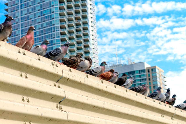 The Hidden Costs of Ignoring Bird Proofing in Commercial Buildings