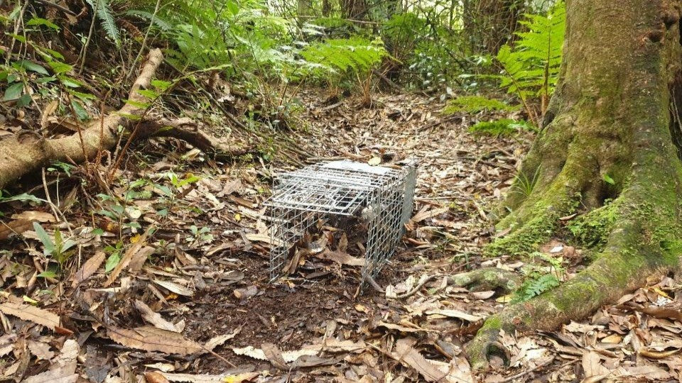 Traps Recent Step-by-Step Guide to Choosing the Right Live-Capture Trap for Possums ...