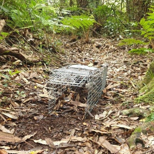 Step-by-Step Guide: Choosing the Right Trap for Possums, Cats, Stoats & More