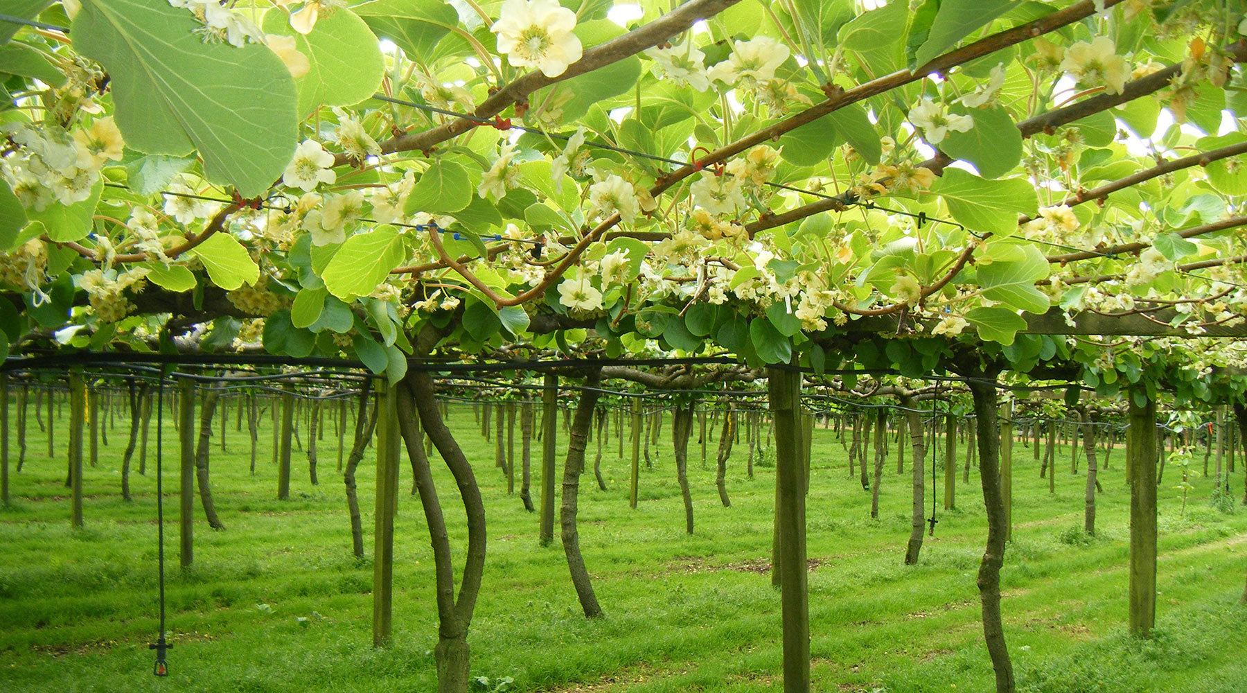 Bird Control Guide for Kiwifruit