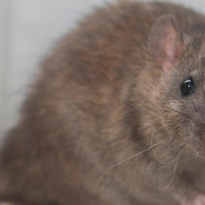 5 tips for rodent control this winter