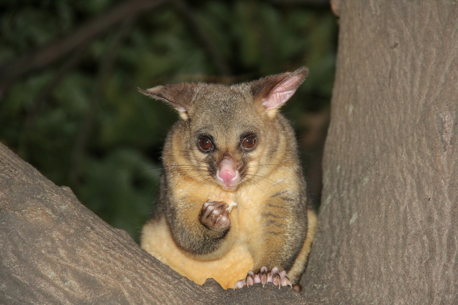 Possums in New Zealand: Why They’re a Pest & How to Control Them
