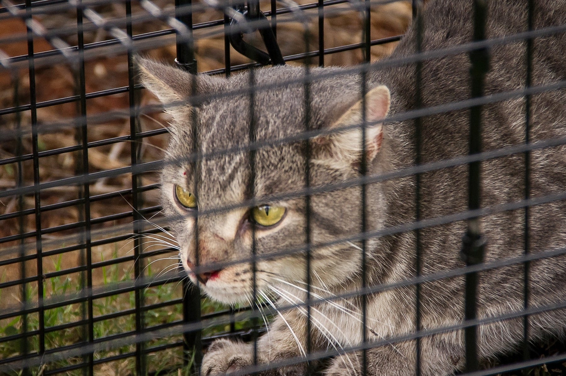 feral cat in pestgard trap