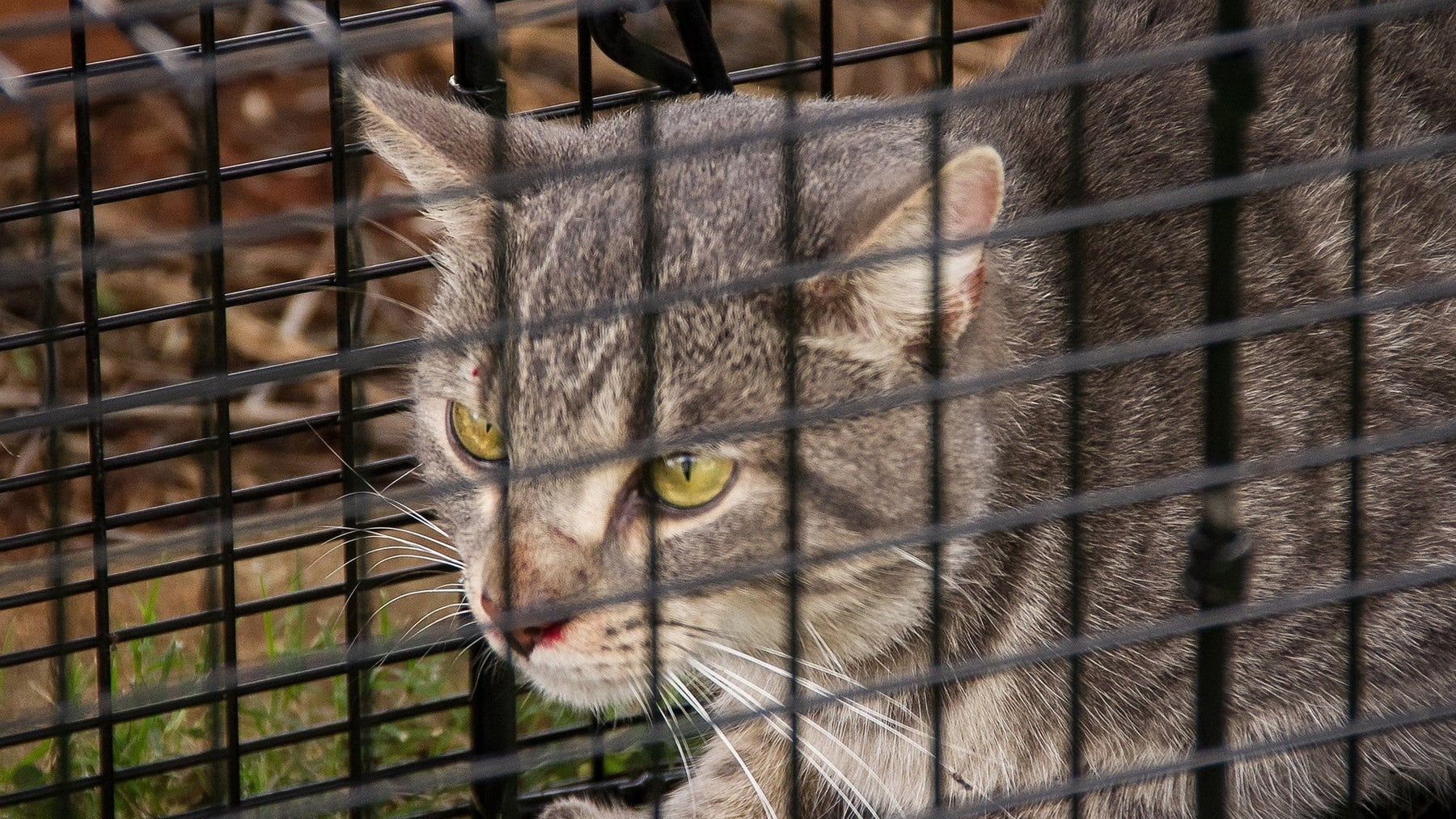 Feral Cat