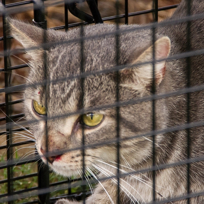 Feral Cat
