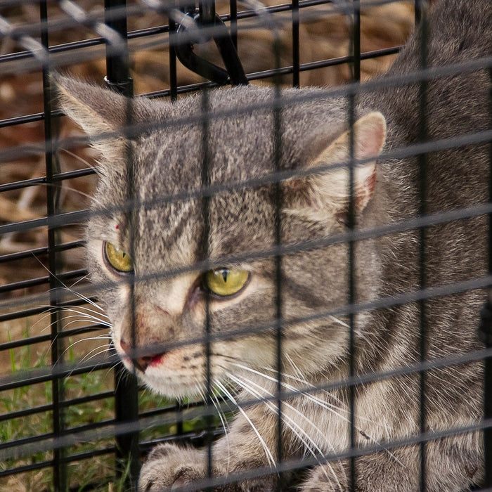 feral cat in pestgard trap