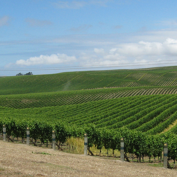 Vineyard bird control without netting - is it possible
