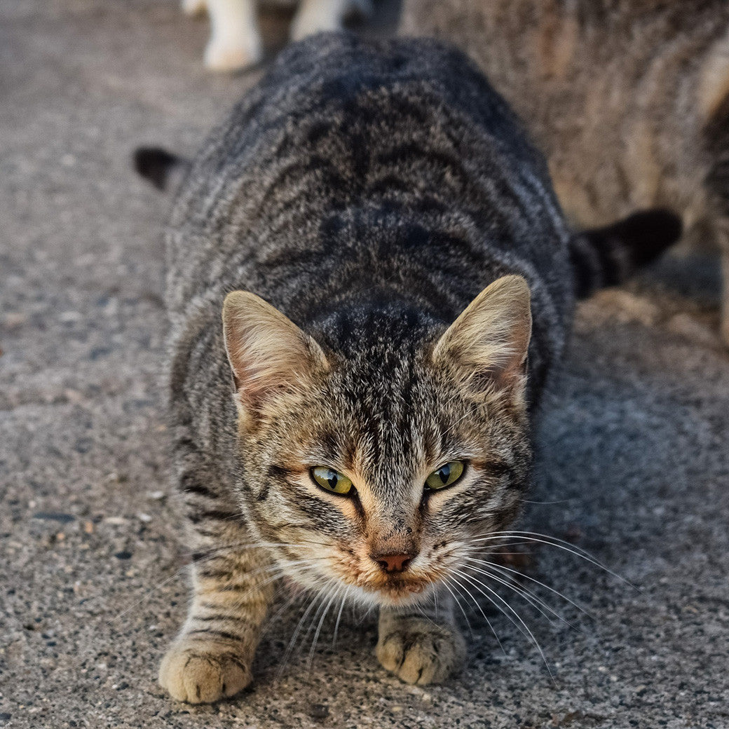 feral cats