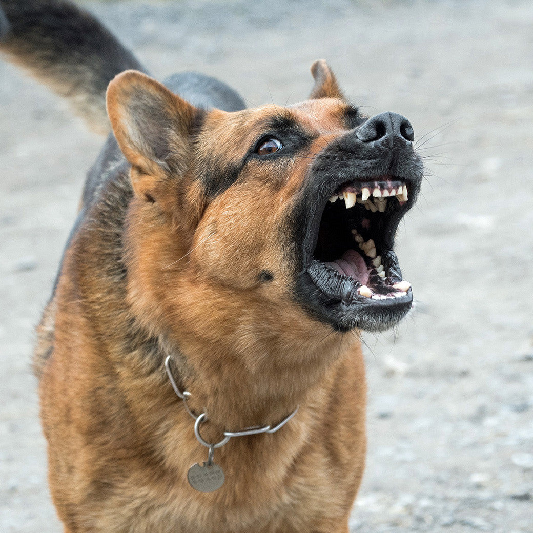 dog control