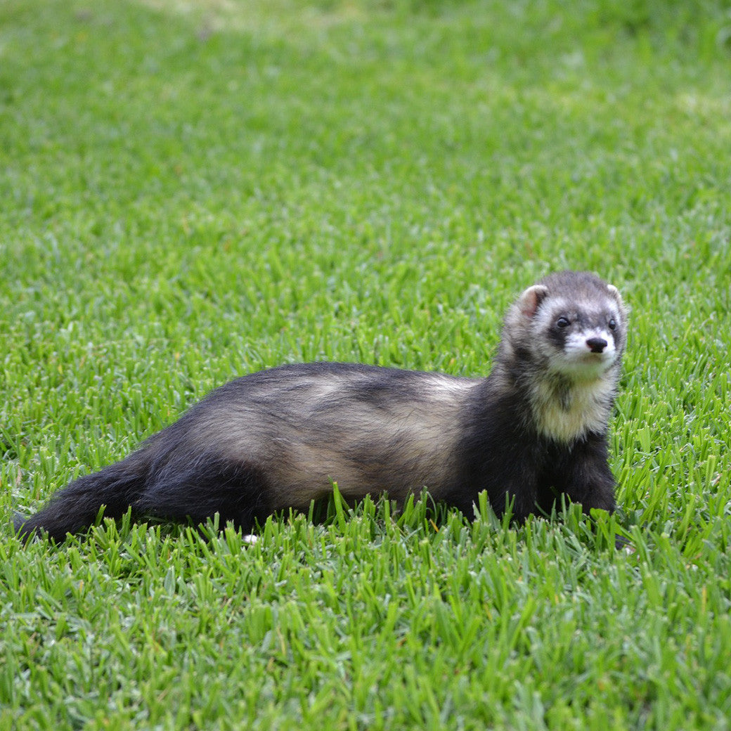 Stoats & Ferrets