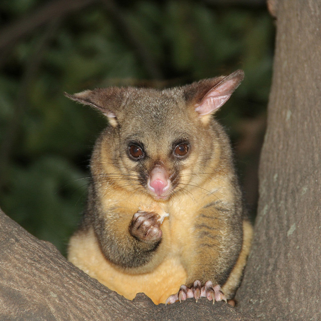 possums