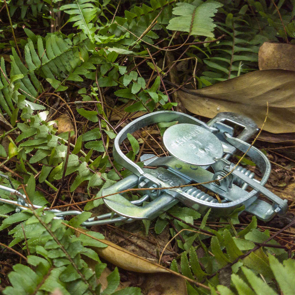 Predator Control — Pestgard Traps
