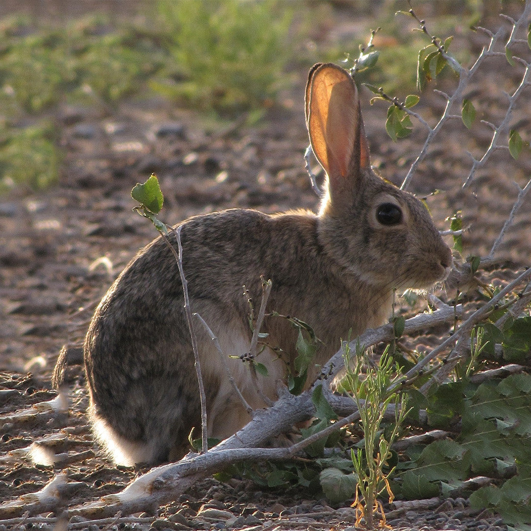 rabbits